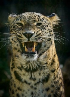 Leopard