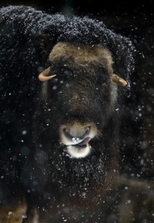Musk ox