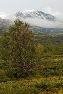 Snowy mountain tops in front of green landscape