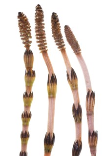 Field horsetail