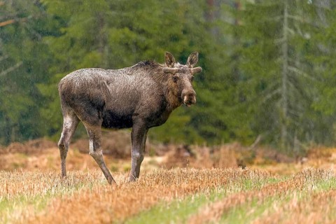 Elk