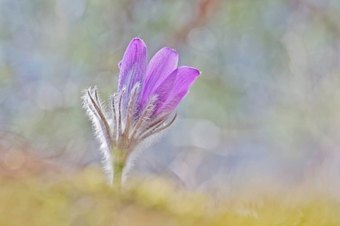 Pasque flower