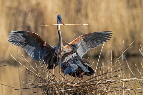Two Purple heron