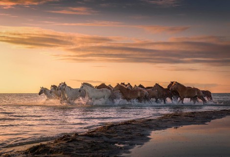 Horses running through the water