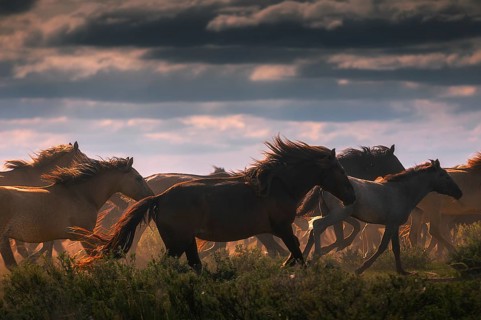 Herd of horses in the mongolian steppe