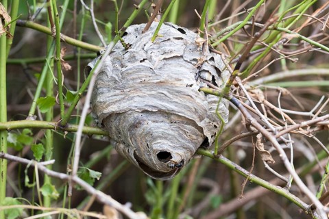 Median wasp
