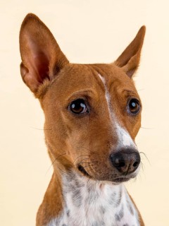 Basenji or Congo Terrier