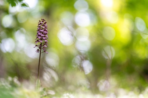 Northern marsh-orchid