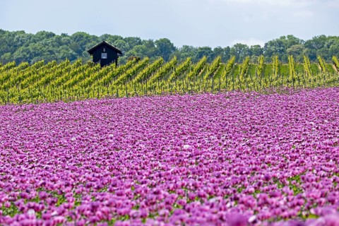 Opium poppy