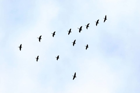 Canada goose