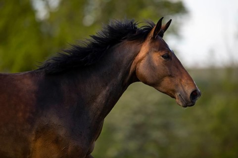 Portrait of a brown Holstein mare in the pasture