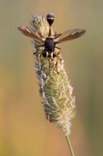 Bright stem thick-headed fly