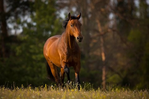 Brown Warmblood gelding at trot on the meadow