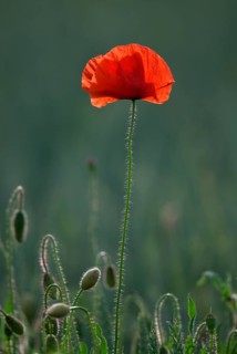 Corn poppy
