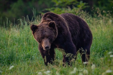 Brown bear
