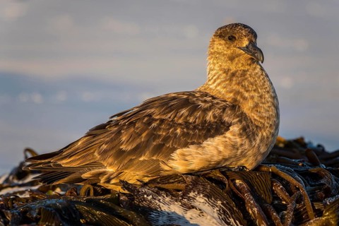 Great skua