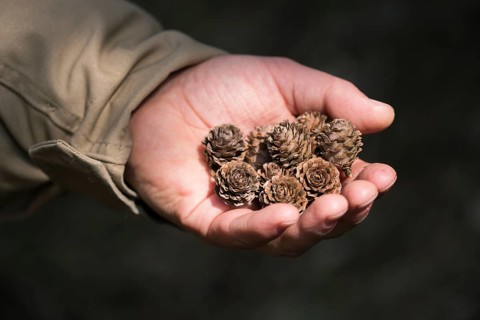 European larch