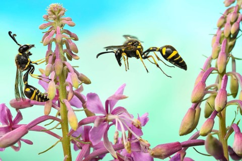 Pill wasp