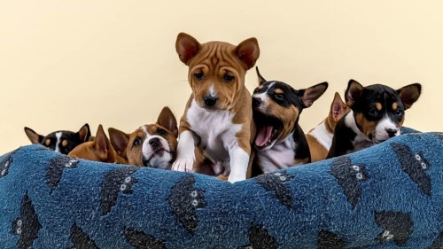 Basenji or Congo terrier