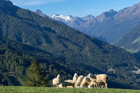 Sheep in the pasture