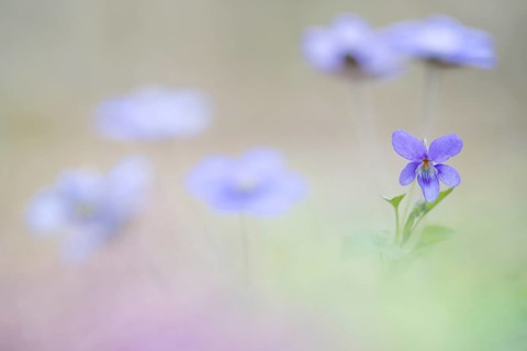 Early-dog violet