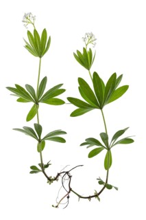 Woodruff