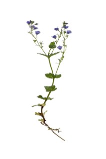 Germander speedwell