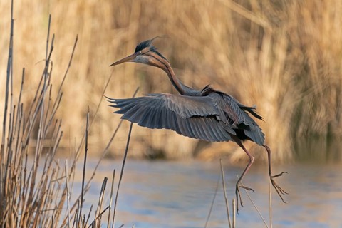 Purple heron