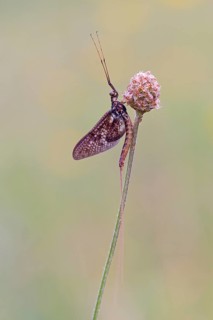 Mayfly