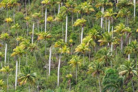 Hurricane damaged Royal palms