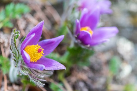 Common Pasque Flower