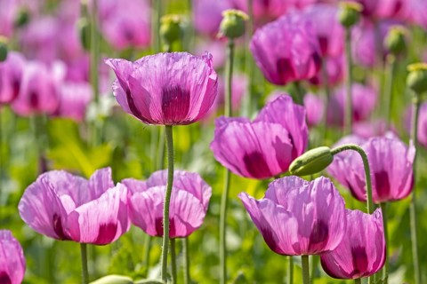 Opium poppy
