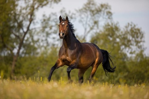Brown Holstein mare in canter on the pasture