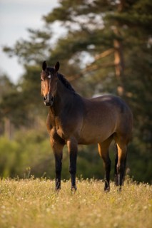 Statue Brown Holstein mare in the pasture