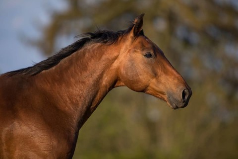 Portrait of a bay Warmblood gelding on a meadow