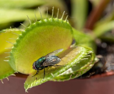 Fly