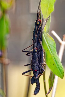 Peruphasma schultei