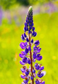 Lupines