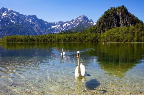 Mute swans