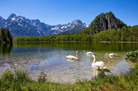 Mute swans