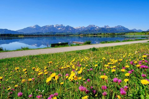 Flower meadow