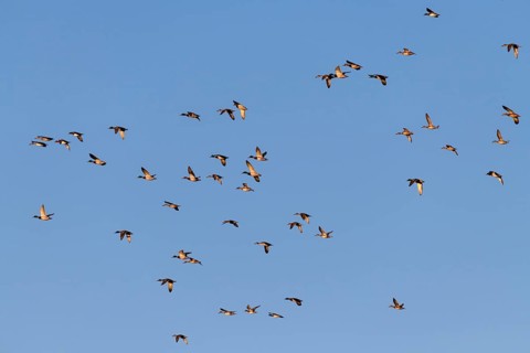 Eurasian Wigeon