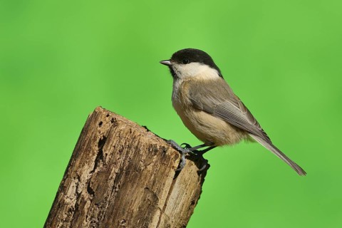 Willow tit