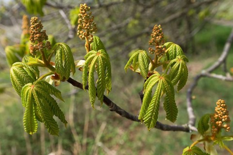 Flowers and leaves of a horse chestnut