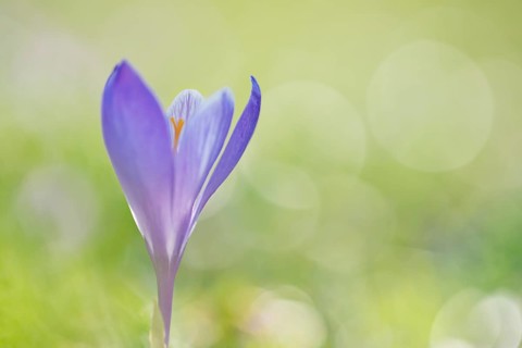 Woodland crocus