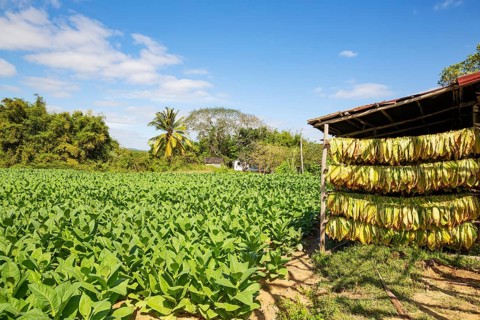 Cultivated tobacco