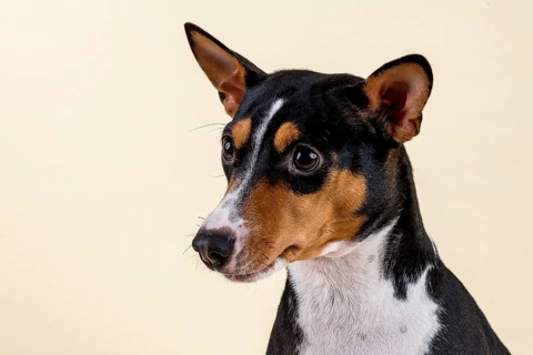 Basenji or Congo Terrier