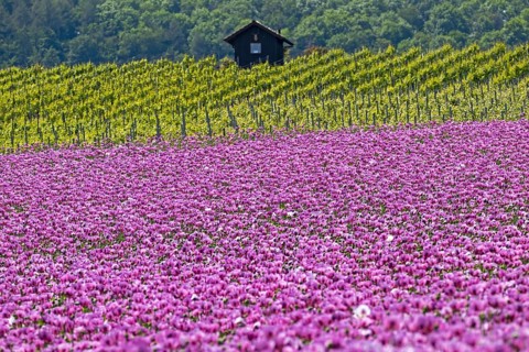 Opium poppy