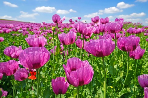 Opium poppy