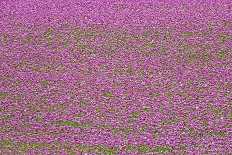Opium poppy